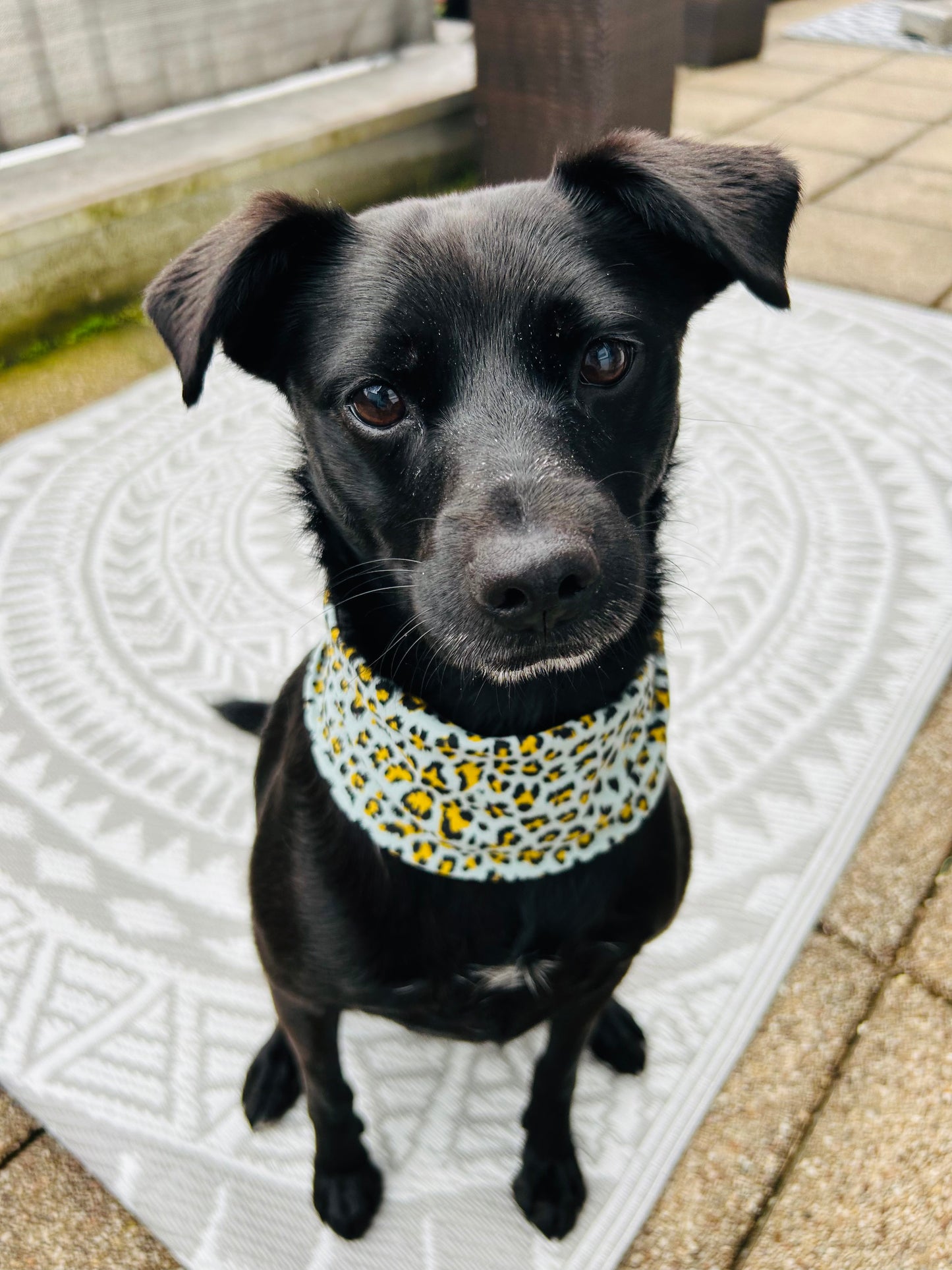 Paw-some Bandana